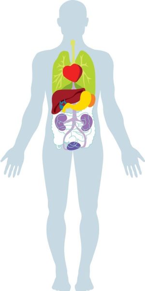 human-organs-vector-804146-1-1.jpg